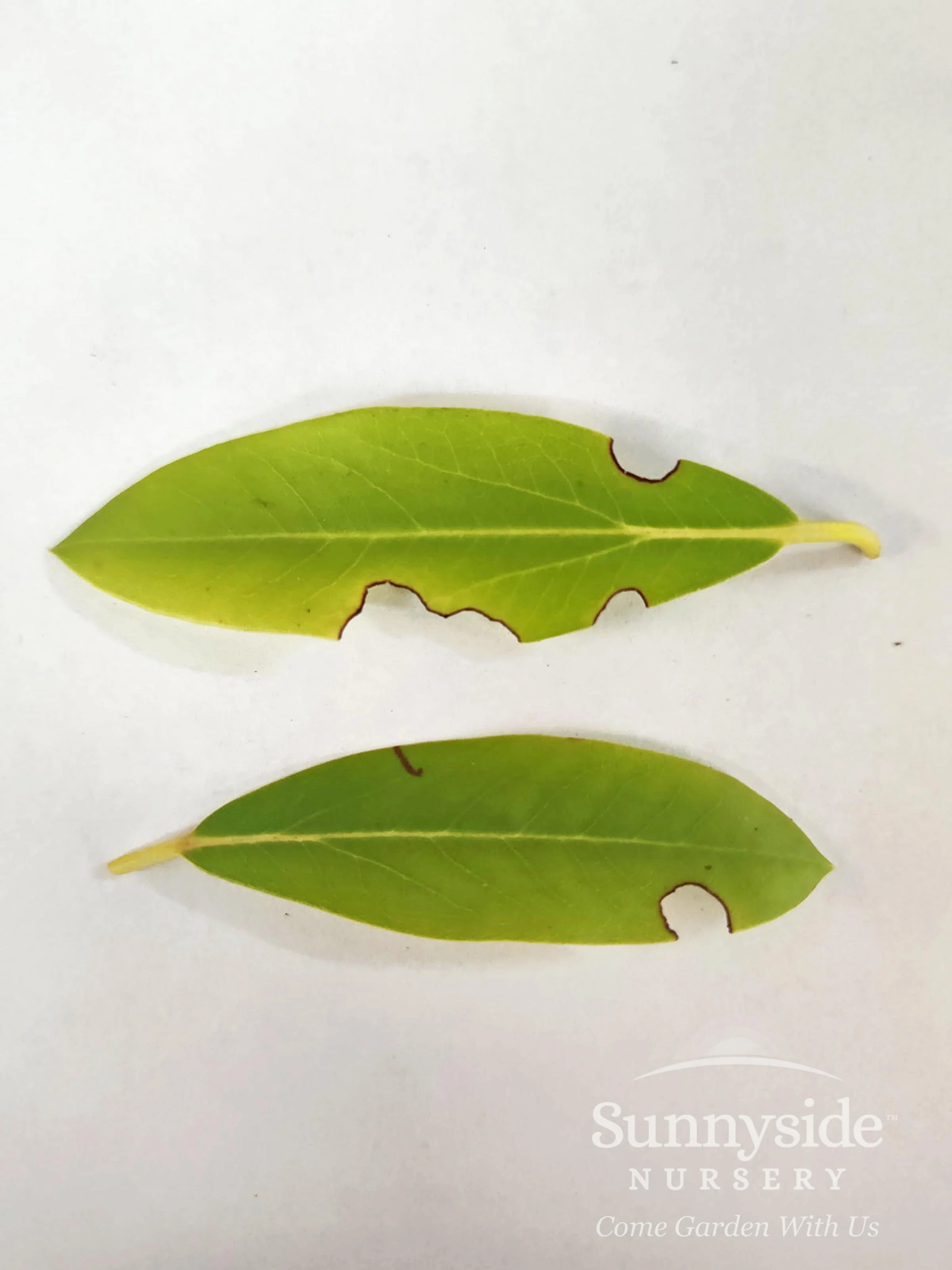 Growing Rhododendrons — Sunnyside Nursery